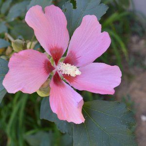 Meet your Posher, Madeline